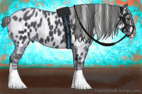 Horse Color:Black Splash Appaloosa 