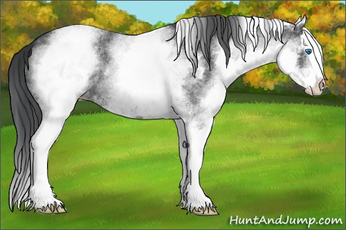 Horse Color: White Spotted Brown Roan Splash 