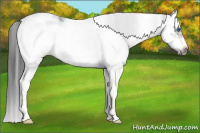 Horse Color:White Spotted Black Ice Splash Frame 
