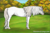 Horse Color:Palomino Sabino Blanket 