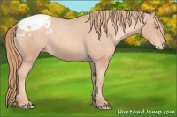 Horse Color:Gold Champagne Snowcap 