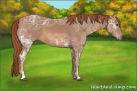 Horse Color:Chestnut Ice Sabino