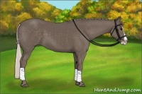 Horse Color:Silver Black Splash