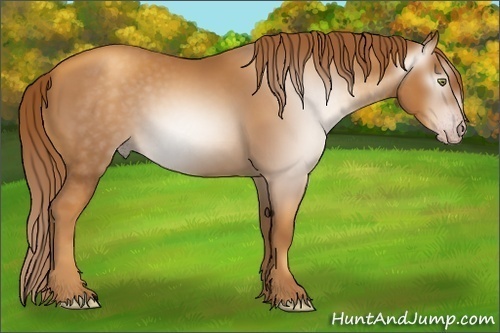 Horse Color:Gray Gold Champagne