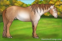 Horse Color:Gray Gold Champagne 