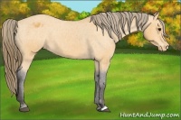 Horse Color:Buckskin Appaloosa
