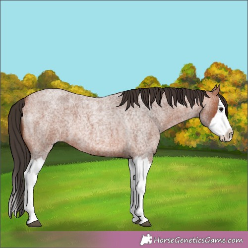 Horse Color: Bay Roan Splash Rabicano 