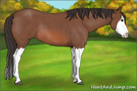 Horse Color:Bay Roan Splash Rabicano 