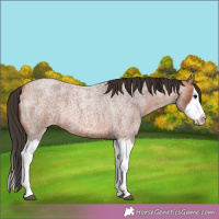 Horse Color:Bay Roan Splash Rabicano