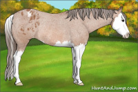 Horse Color:Bay Roan Splash Blanket Rabicano 