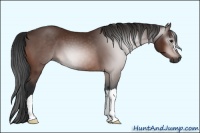 Horse Color:Gray Bay 