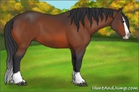 Horse Color:Bay Splash 