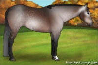 Horse Color:Gray Brown 
