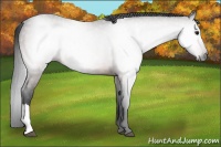 Horse Color:Gray Bay