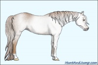 Horse Color:Gray Palomino 