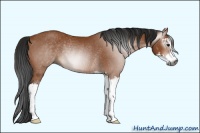 Horse Color:Gray Bay Sabino Rabicano 