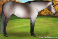 Horse Color:Gray Bay 