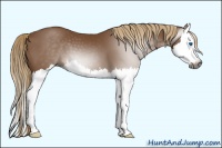 Horse Color:Gray Chestnut Splash 