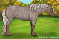 Horse Color:Silver Blue Roan 