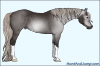 Horse Color:Gray Silver Black 