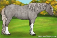 Horse Color:Silver Blue Roan 