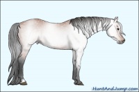 Horse Color:Gray Bay Sabino