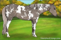 Horse Color:White Spotted Silver Black 