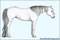 Horse Color:Gray White Spotted Bay 