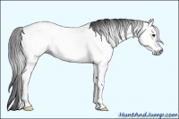 Horse Color:Gray White Spotted Bay 