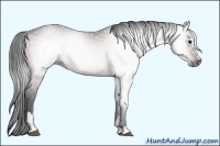 Horse Color:Gray Bay Sabino