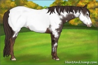 Horse Color:Liver Chestnut Frame Appaloosa 