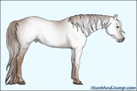 Horse Color:Gray Chestnut 