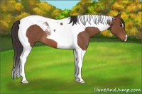 Horse Color:Bay Roan Tobiano