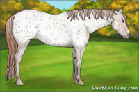 Horse Color:Classic Champagne Dun Appaloosa 