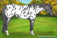 Horse Color:Black Appaloosa 