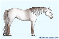 Horse Color:Gray Chestnut 