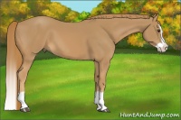 Horse Color:Chestnut Splash 