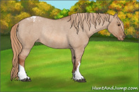 Horse Color:Liver Red Dun Appaloosa Rabicano 