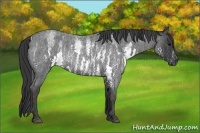 Horse Color:White Spotted Blue Roan Rabicano  Brindle