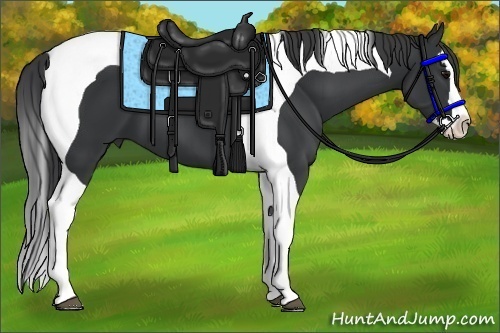 Horse Color:Black Splash Tobiano