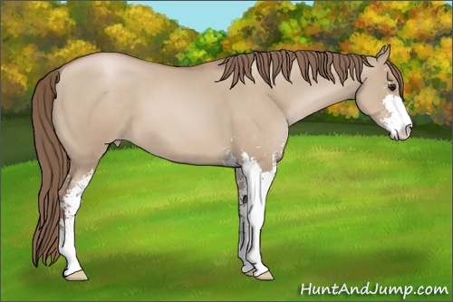 Horse Color: Grullo Pearl Sabino 