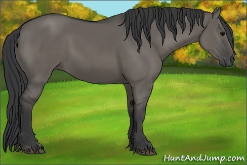Horse Color: Grullo Rabicano 