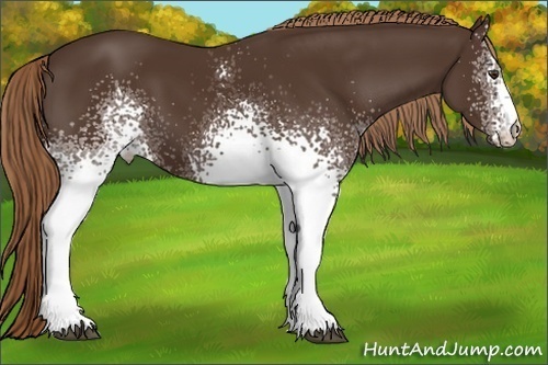 Horse Color: White Spotted Liver Chestnut 