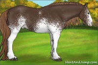 Horse Color:White Spotted Liver Chestnut 