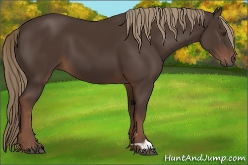 Horse Color: Liver Chestnut 