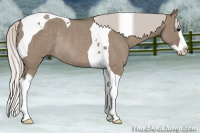 Horse Color:Silver Grullo Roan Splash Tobiano Rabicano