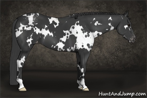 Horse Color:White Spotted Black Varnish 