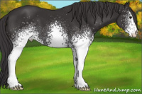 Horse Color:White Spotted Buckskin