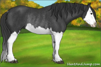 Horse Color:Brown Splash Rabicano 
