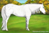 Horse Color:Cremello Splash Appaloosa Rabicano 